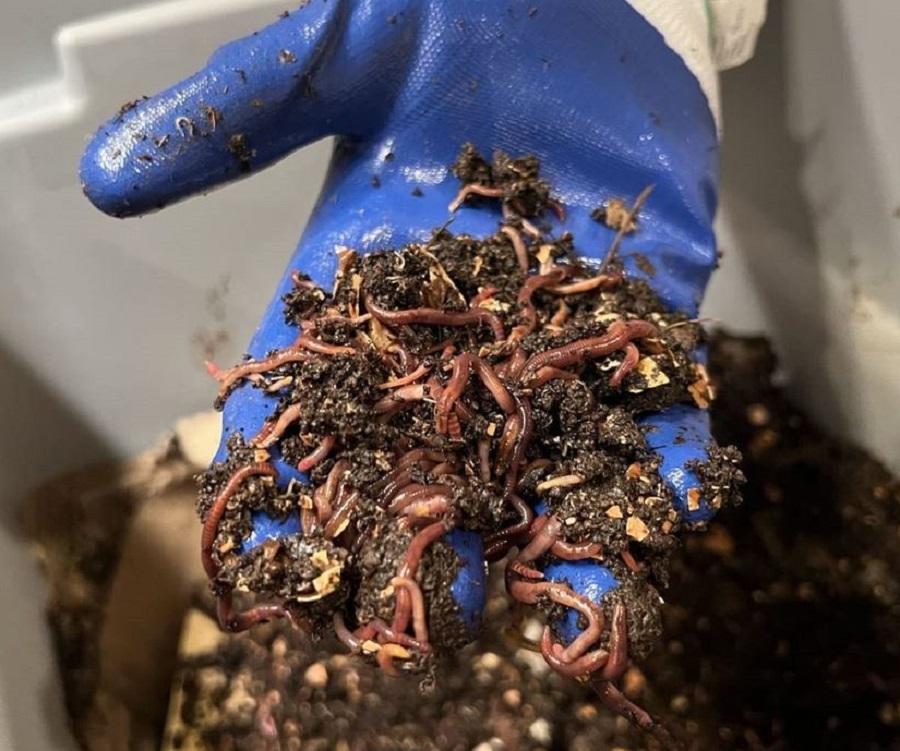 Composting Worms