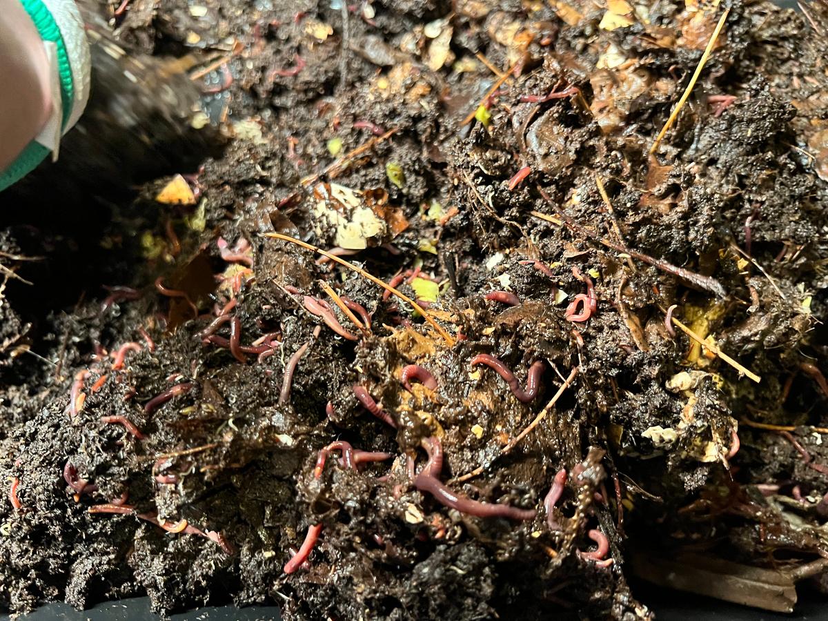 A pile of worms from our last harvest