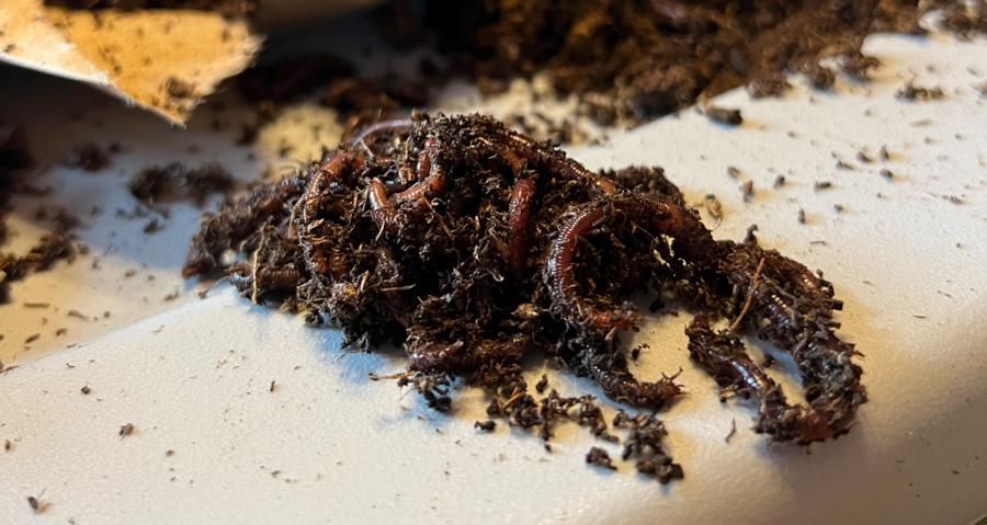 Red wigglers in bedding