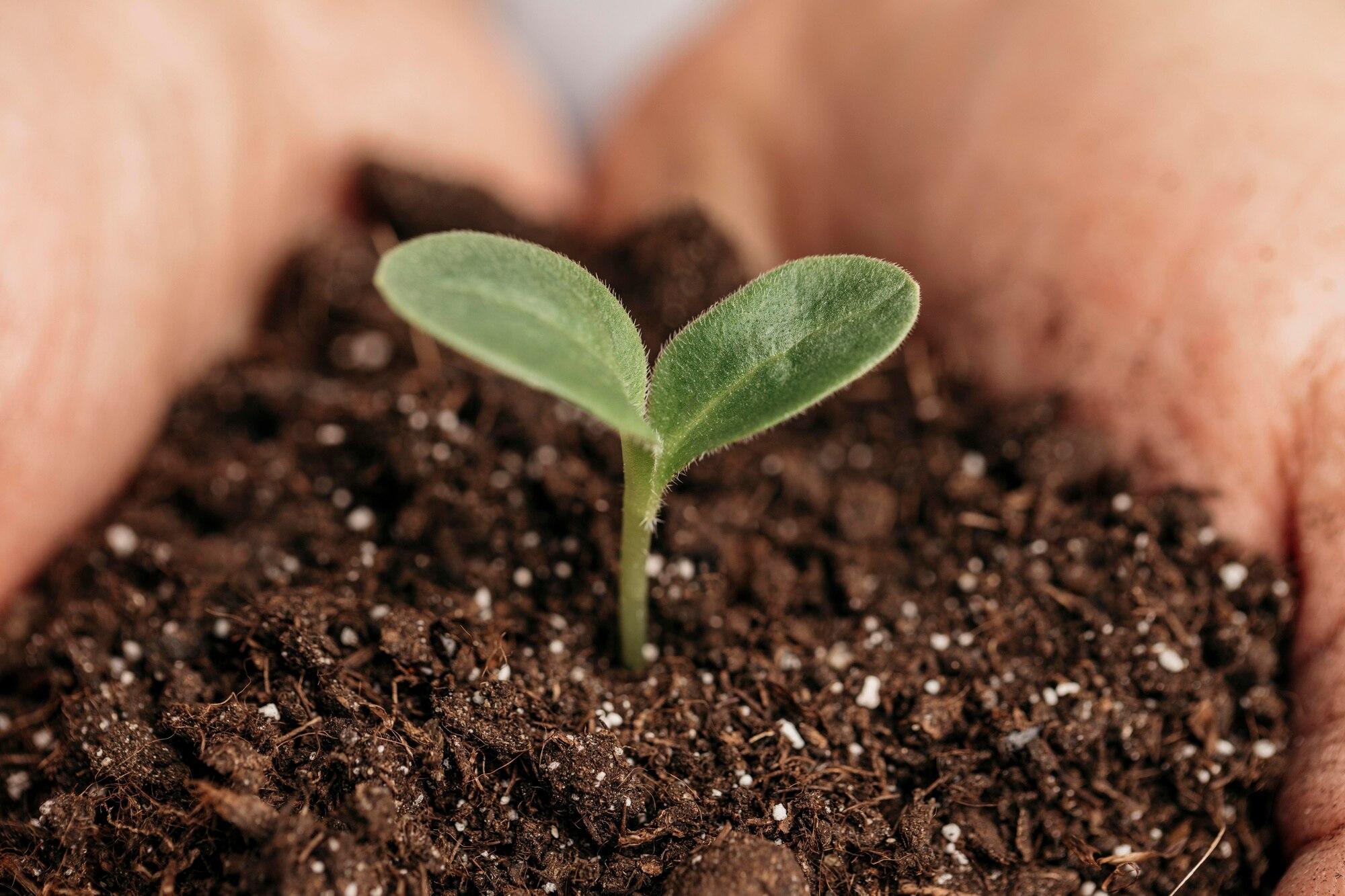 Seedling growing in soil