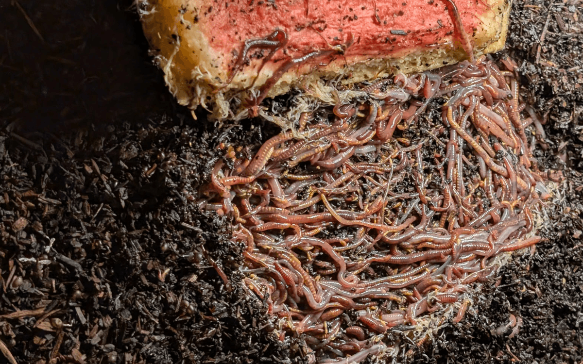 Red wiggler composting worms feeding on watermelon in a vermicompost bin